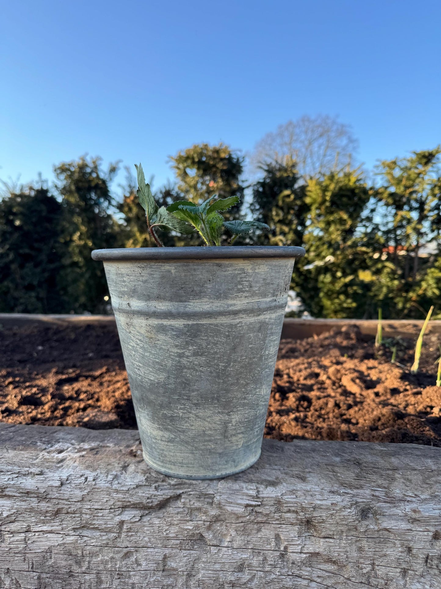 Metal Outdoor Planter - 23cm