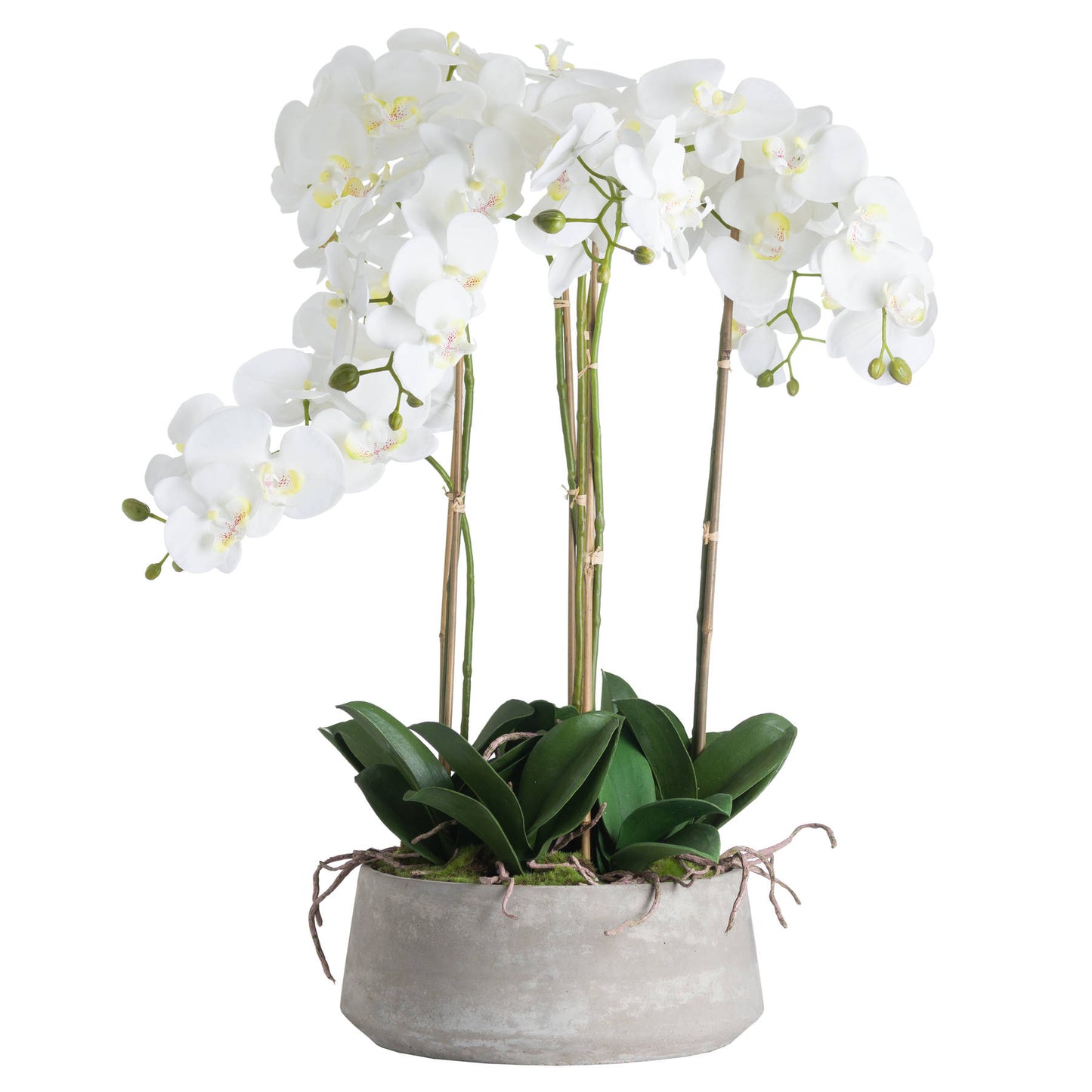 Grande orchidée blanche dans un pot en pierre