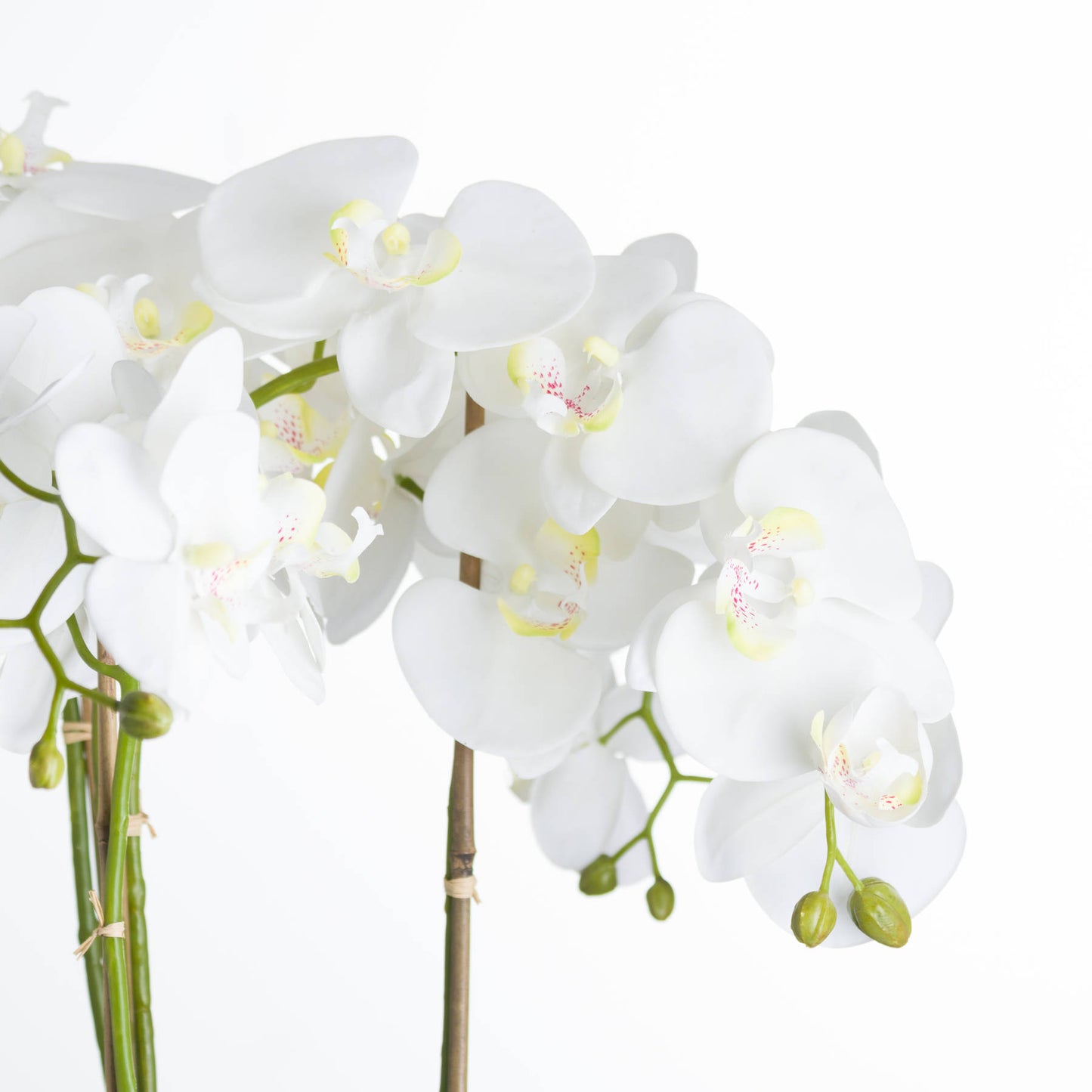 Grande orchidée blanche dans un pot en pierre