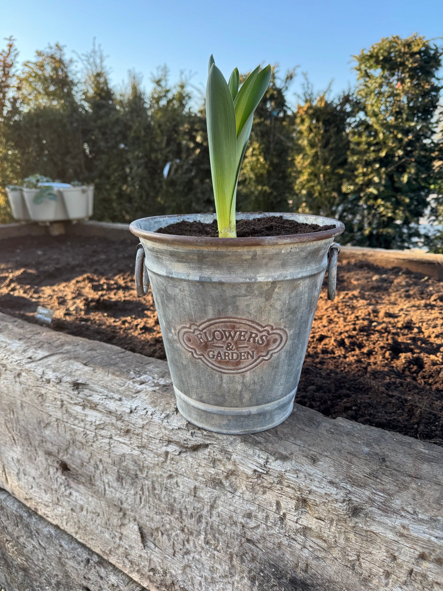 Galvanised Metal Planter 23cm