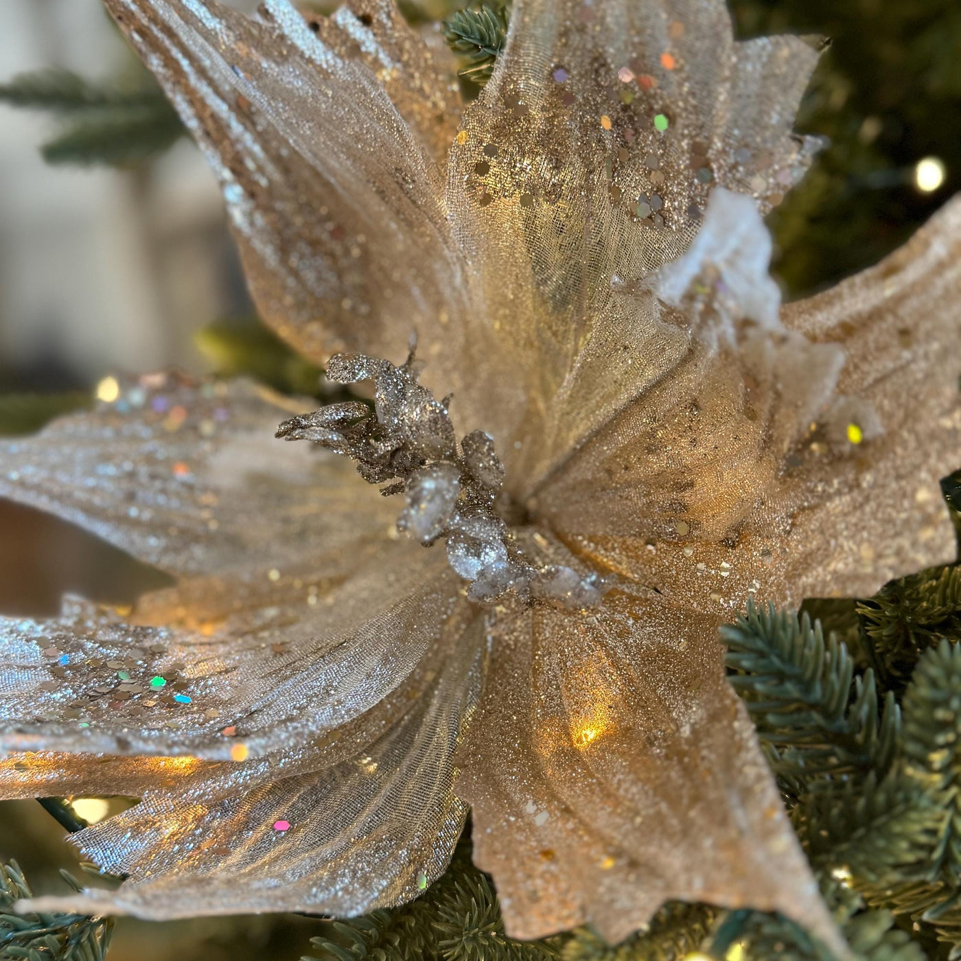 Champagne Poinsettia Flower with stem
