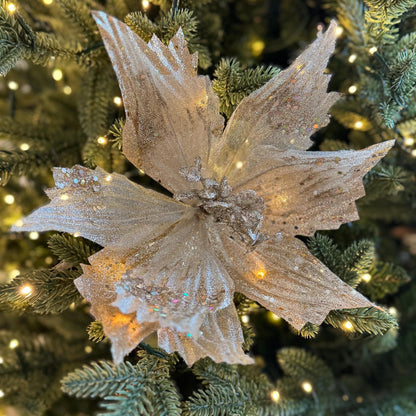 Champagne Poinsettia Flower with stem