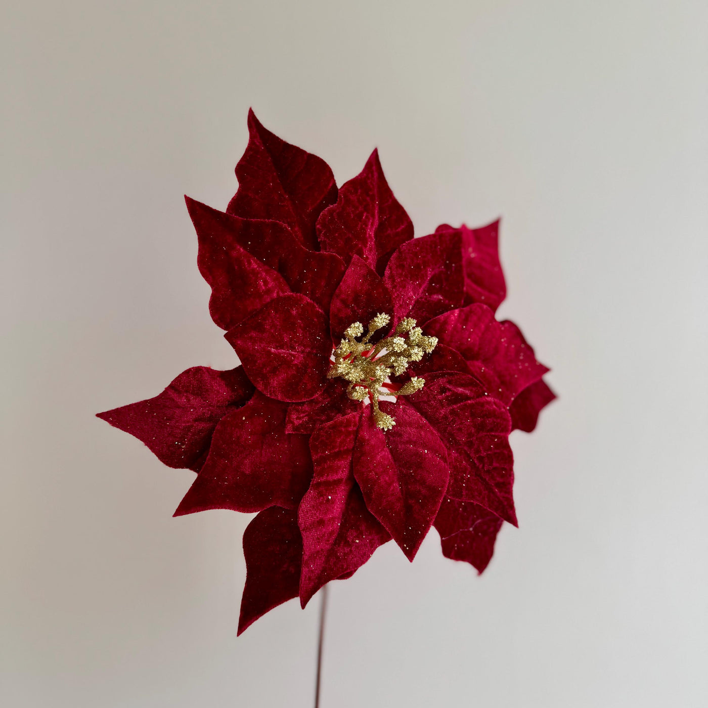 Red Velvet Poinsettia with Gold Glitter Centre – Clip